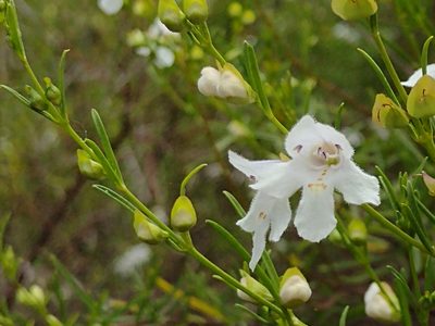 Prostanthera nivea, photographed by Elspeth Swan