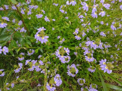 Scaevola aemula, photographed by Tricia Kaye