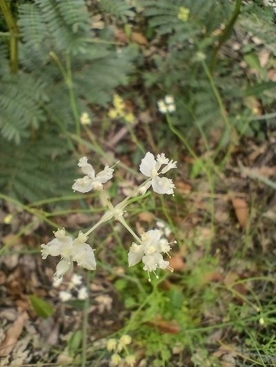 Xanthosia atkinsoniana, photographed by Tricia Kaye
