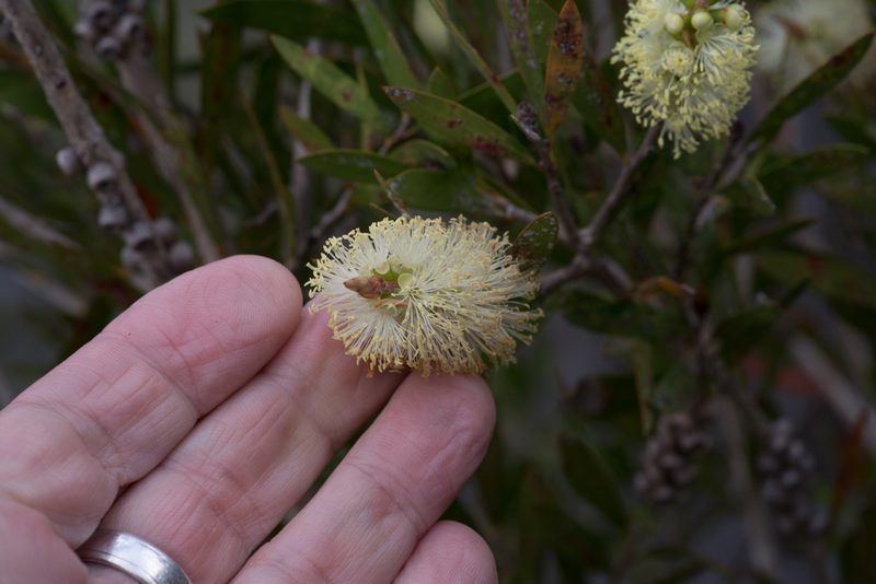 Melaleuca pallida, photographed by Bruce Cathie