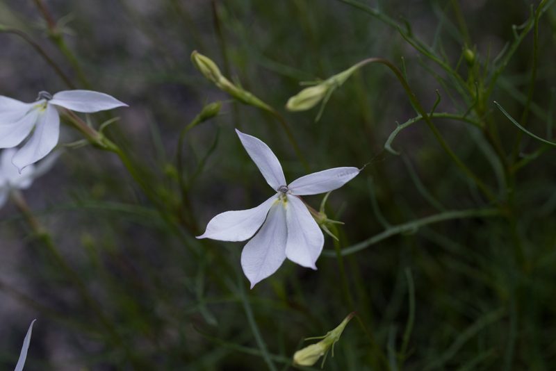 Lithotoma anethifolia, photographed by Bruce Cathie