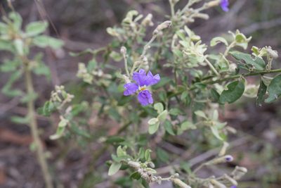 Dampiera purpurea, photographed by Bruce Cathie