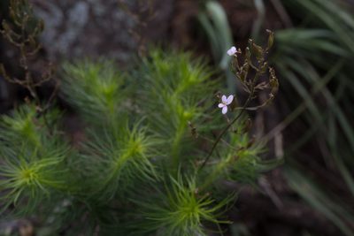 Stylidium laricifolium, photographed by Bruce Cathie