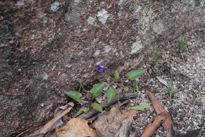 Viola betonicifolia, photographed by Bruce Cathie