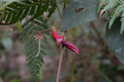 Kennedia rubicunda, photographed by Bruce Cathie
