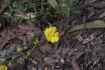 Hibbertia obtusifolia, photographed by Bruce Cathie