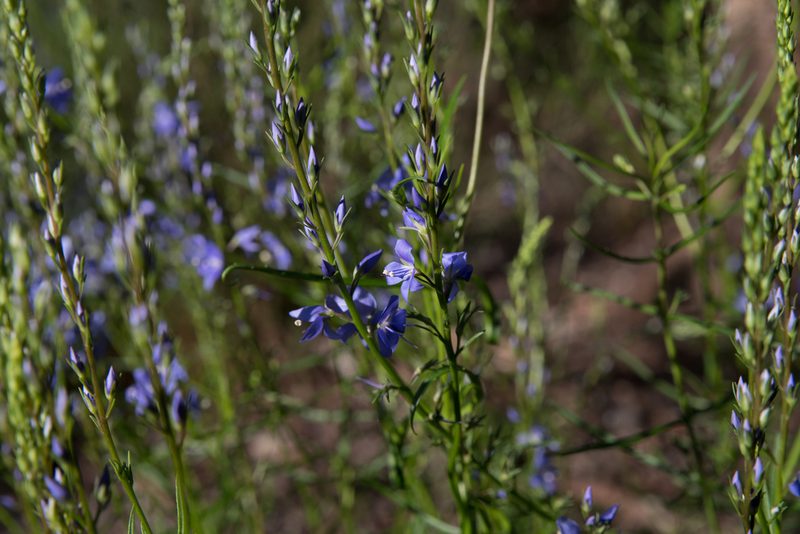 Veronica arenaria, photographed by Bruce Cathie