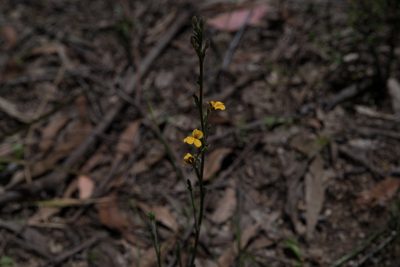 Goodenia bellidifolia, photographed by Bruce Cathie