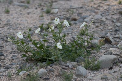 Petunia axillaris, photographed by Bruce Cathie