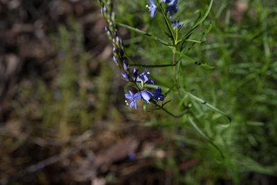 Veronica arenaria, photographed by Bruce Cathie