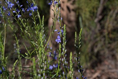 Veronica arenaria, photographed by Bruce Cathie