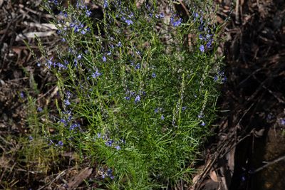 Veronica arenaria, photographed by Bruce Cathie
