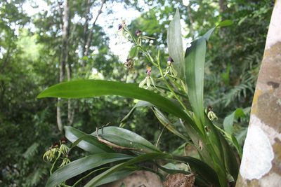Prosthechea cochleata, photographed by Ricard Busquets Reverte