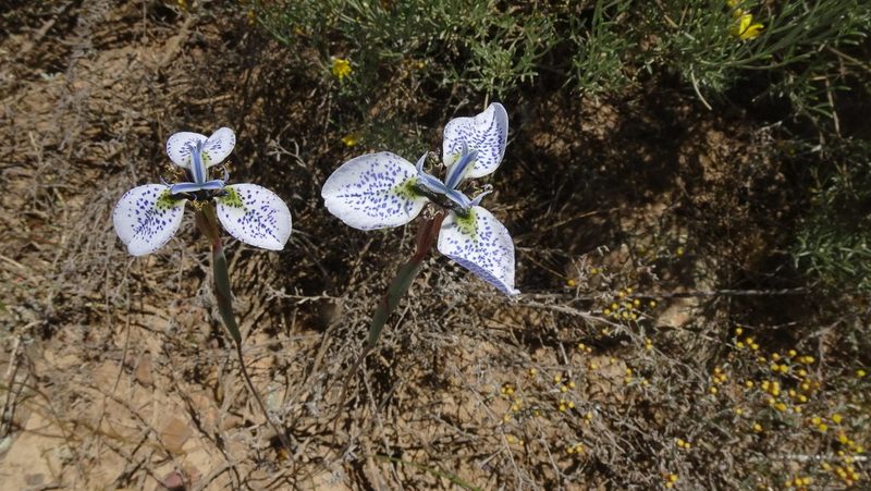 Moraea tricuspidata, photographed by Paul Emms