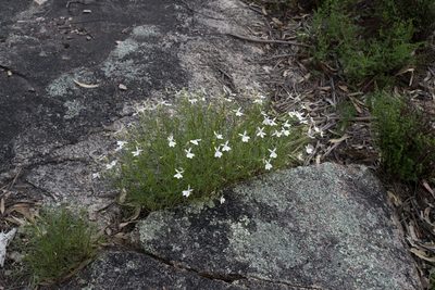 Lithotoma anethifolia, photographed by Bruce Cathie