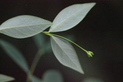 Wikstroemia nutans, photographed by Agnes Trekker