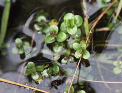Rotala rotundifolia, photographed by Agnes Trekker