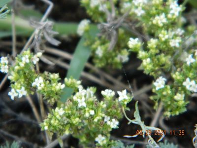 Galium humifusum, photographed by Galyna Mykytynets