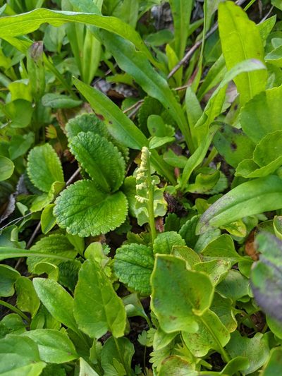 Botrychium minganense, photographed by Timothy McNitt
