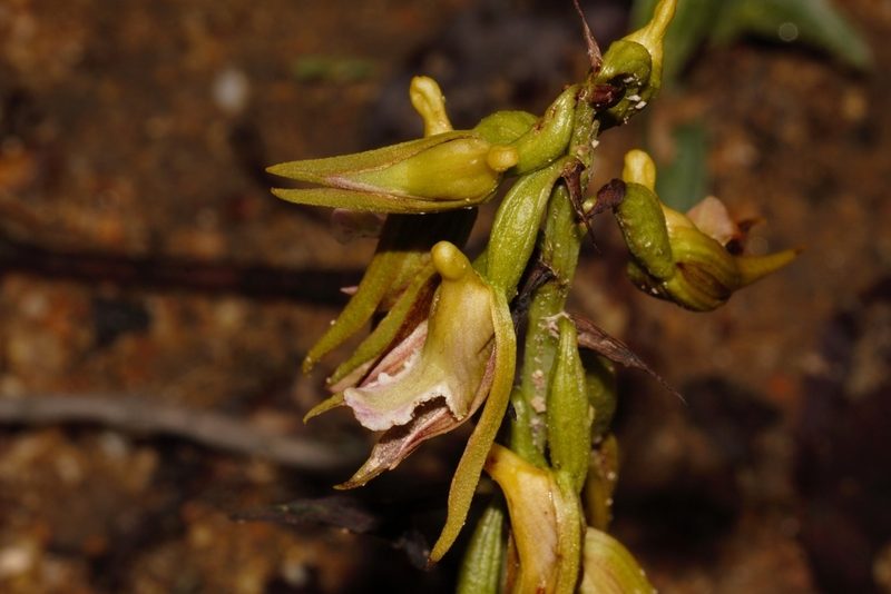 Eulophia nyasae, photographed by i_c_riddell