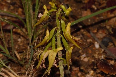 Eulophia nyasae, photographed by i_c_riddell