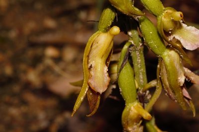 Eulophia nyasae, photographed by i_c_riddell