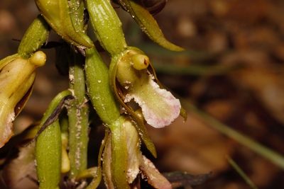 Eulophia nyasae, photographed by i_c_riddell
