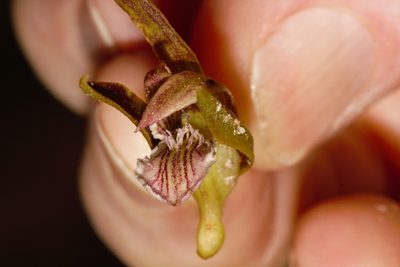 Eulophia nyasae, photographed by i_c_riddell