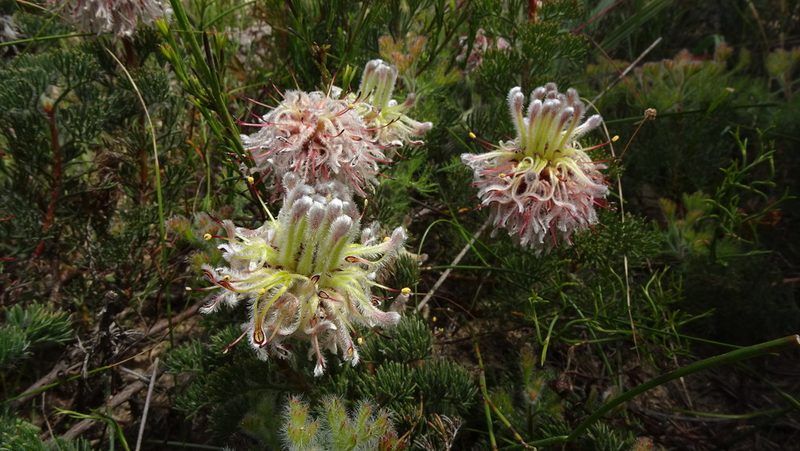 Serruria scoparia, photographed by Paul Emms