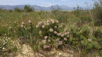 Serruria scoparia, photographed by Paul Emms