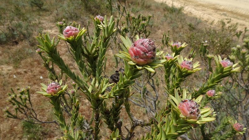 Leucadendron stellare, photographed by Paul Emms