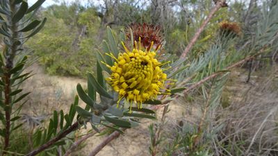 Leucospermum parile, photographed by Paul Emms