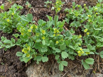 Sibbaldia procumbens, photographed by Timothy McNitt