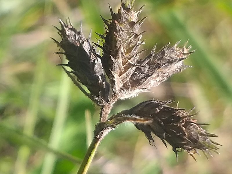 Fuirena coerulescens, photographed by kevin koen