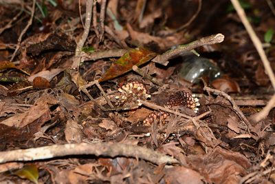 Balanophora fungosa, photographed by S.MORE