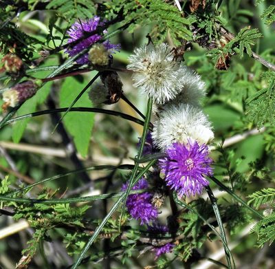 Lessingianthus rubricaulis, photographed by Hugo Hulsberg