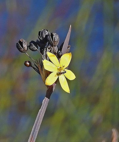 Sisyrinchium palmifolium, photographed by Hugo Hulsberg