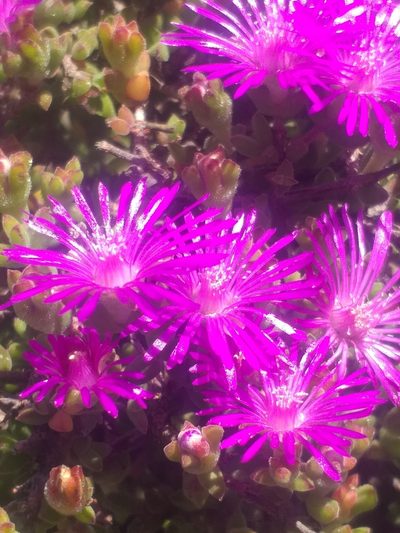Drosanthemum parvifolium, photographed by kevin koen