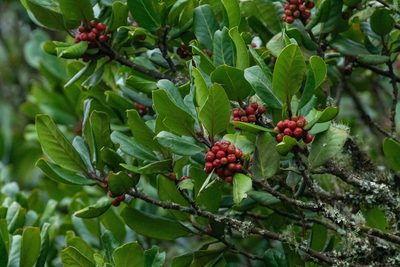 Ilex canariensis, photographed by Thibaud Aronson