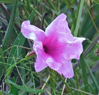 Rhabdadenia ragonesei, photographed by Hugo Hulsberg