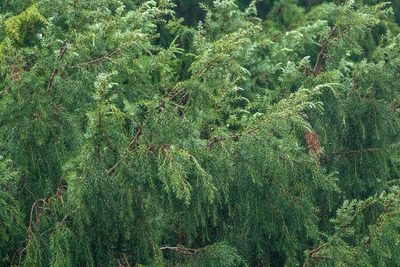 Juniperus cedrus, photographed by Thibaud Aronson