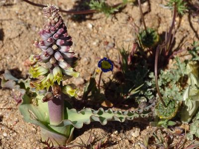 Lachenalia mutabilis, photographed by Peter Warren