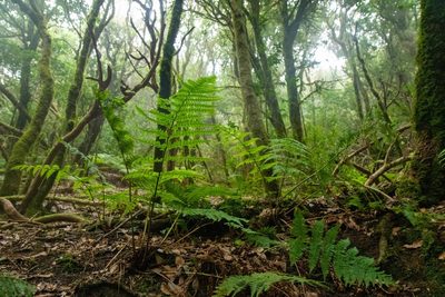 Dryopteris oligodonta, photographed by Thibaud Aronson