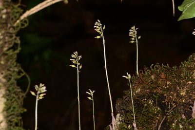 Cheirostylis parvifolia, photographed by S.MORE
