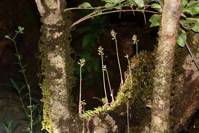 Cheirostylis parvifolia, photographed by S.MORE