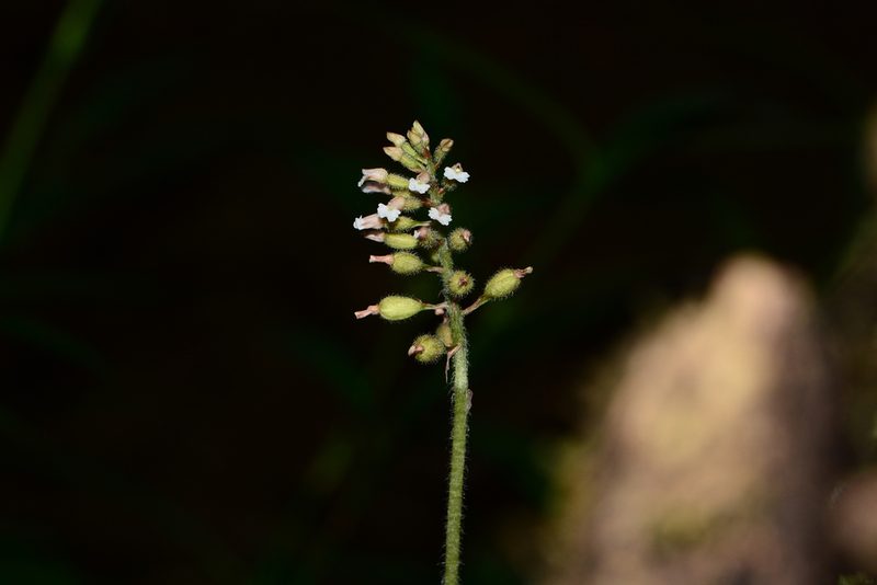 Cheirostylis parvifolia, photographed by S.MORE