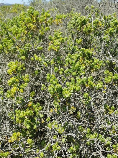 Baccharis macraei, photographed by Jorge Herreros de Lartundo