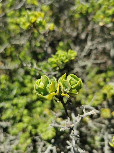 Baccharis macraei, photographed by Jorge Herreros de Lartundo