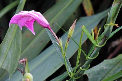 Rhabdadenia ragonesei, photographed by Hugo Hulsberg