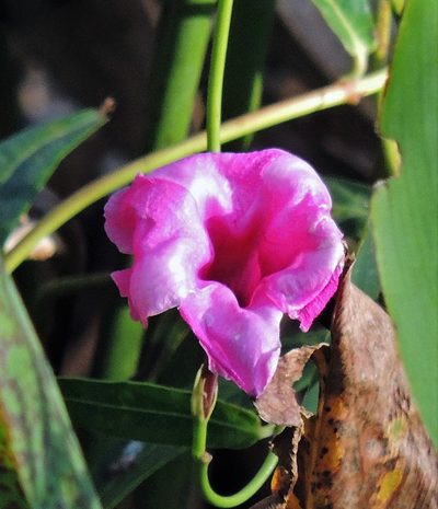 Rhabdadenia ragonesei, photographed by Hugo Hulsberg